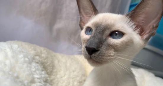 6个月大暹罗猫的记忆力如何？暹罗猫的记忆力特点是什么？