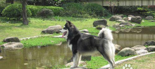 阿拉斯加幼犬咬人怎么办？阿拉斯加犬幼犬咬人的原因及解决方法是什么？