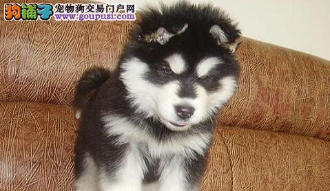 阿拉斯加幼犬咬人怎么办？阿拉斯加犬幼犬咬人的原因及解决方法是什么？
