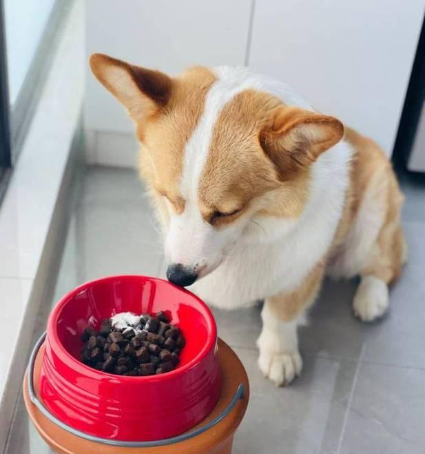 6个月的狗狗吃多少狗粮？不同犬种的食量标准是多少？