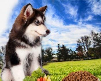 7个月阿拉斯加喂多少狗粮？阿拉斯加犬幼犬的食量标准是多少？