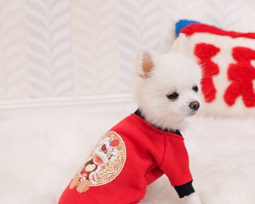 被小狗狗咬破皮了怎么办？被幼犬咬伤后的处理方法是什么？