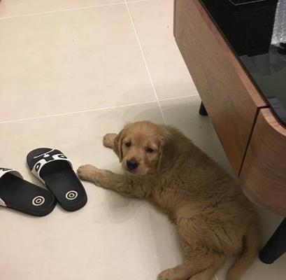 2个半月小狗喂养怎么做？幼犬的饮食安排和注意事项有哪些？
