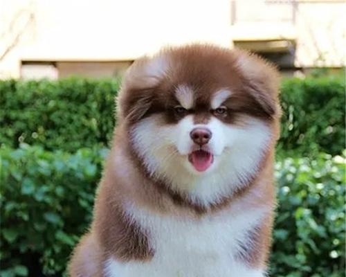 阿拉斯加犬幼狗狗粮推荐有哪些？阿拉斯加犬幼犬的饮食安排是什么？