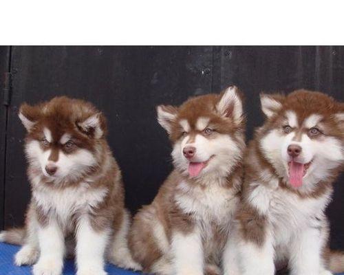 阿拉斯加犬禁养怎么办？阿拉斯加犬禁养政策解读及应对措施是什么？