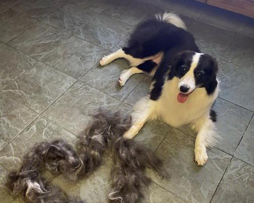 边牧小狗自制狗粮怎么做？边境牧羊犬幼犬自制狗粮的配方和注意事项是什么？