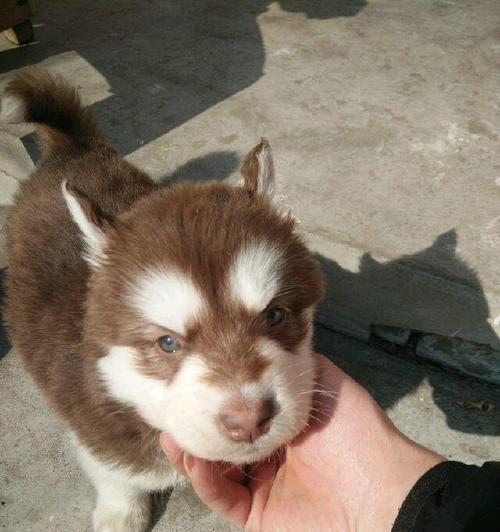 阿拉斯加幼犬摸它总是张嘴怎么办？阿拉斯加犬幼犬张嘴的原因及解决方法是什么？