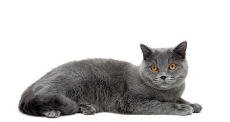 白色浅灰色的猫咪是什么品种？浅灰色猫咪的品种有哪些？