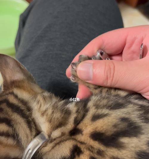 帮猫咪剪指甲的技巧有哪些？猫咪剪指甲的正确方法和注意事项是什么？