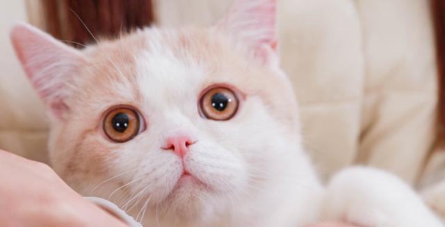 帮猫咪剪指甲的技巧有哪些？猫咪剪指甲的正确方法和注意事项是什么？