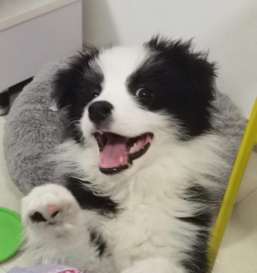 边牧3个月要吃多少狗粮？边境牧羊犬幼犬的食量标准是多少？