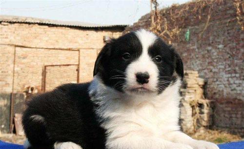 边牧3个月要吃多少狗粮？边境牧羊犬幼犬的食量标准是多少？