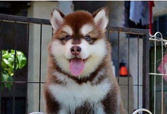 1岁半阿拉斯加犬体重多少？阿拉斯加犬的体重标准是多少？