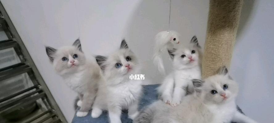 3个月的布偶猫补充营养吃什么？布偶猫幼猫的营养补充方案是什么？