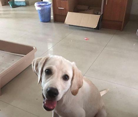 l拉布拉多咳嗽一个月怎么办？拉布拉多犬咳嗽的常见原因及处理方法是什么？