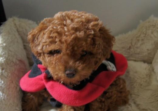 4个月的泰迪一天吃多少？泰迪犬幼犬的食量标准是多少？