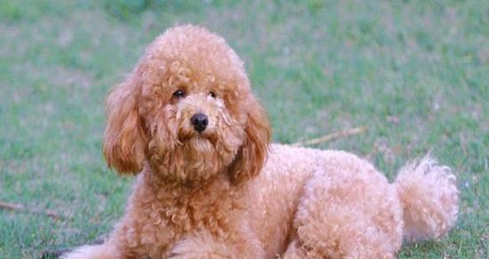 4个月的泰迪一天吃多少？泰迪犬幼犬的食量标准是多少？