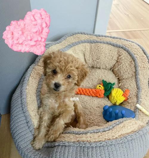 50天泰迪老喝水怎么办？泰迪犬幼犬饮水过多的原因及解决方法是什么？