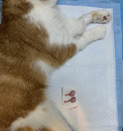 给猫咪做绝育风险大不大？给猫咪做绝育有哪些潜在风险？