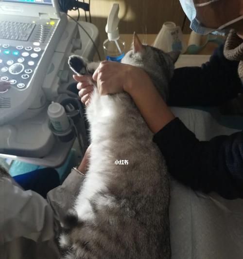 给猫咪做绝育风险大不大？给猫咪做绝育有哪些潜在风险？