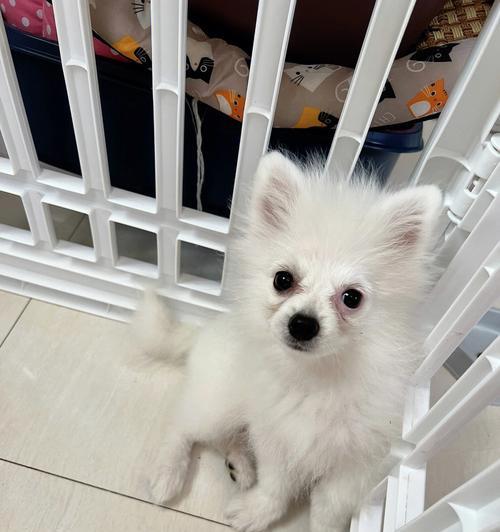 博美有泪痕吃什么狗粮好？博美泪痕狗粮推荐有哪些？