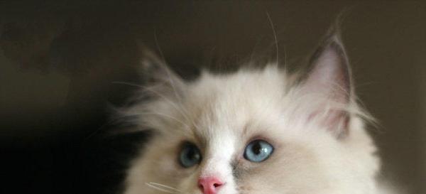 布偶猫掉毛严重怎么回事？布偶猫掉毛严重的原因是什么？