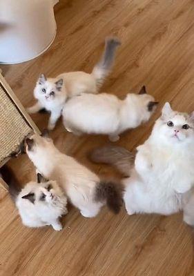 布偶猫掉毛严重怎么回事？布偶猫掉毛严重的原因是什么？