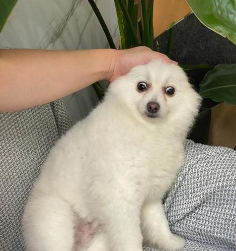 初生的小狗吃什么好？新生小狗饮食建议有哪些？