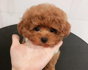 初生的小狗吃什么好？新生小狗饮食建议有哪些？