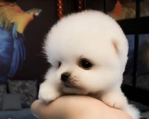 博美幼犬羊奶粉一次喝多少？博美幼犬奶粉喂养量是多少？