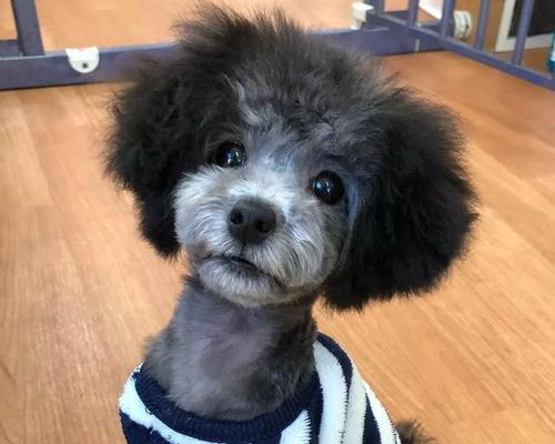初学者给泰迪怎样剪毛？泰迪犬剪毛技巧有哪些？