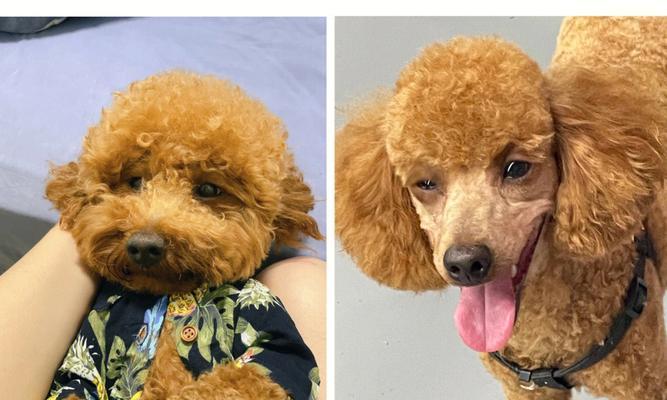 初学者给泰迪怎样剪毛？泰迪犬剪毛技巧有哪些？