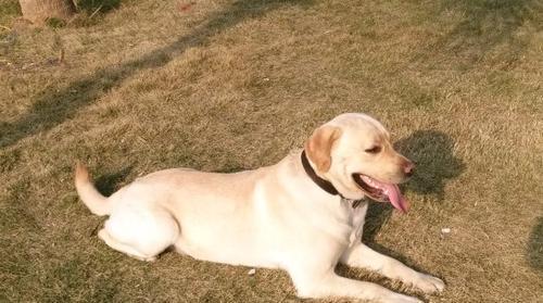 公的拉布拉多好养吗？拉布拉多犬饲养难度如何？