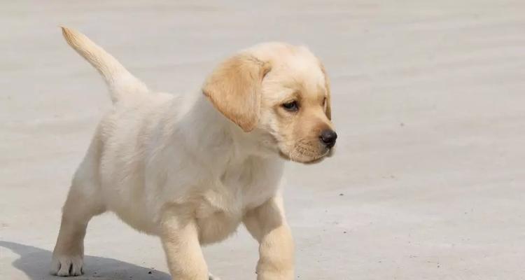 公的拉布拉多好养吗？拉布拉多犬饲养难度如何？
