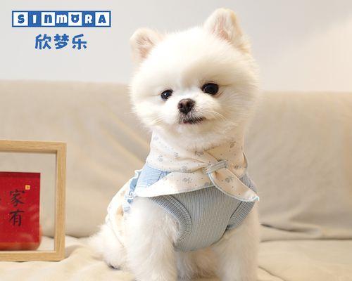 博美和泰迪哪个脾气好？博美犬与泰迪犬性格比较如何？