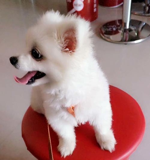 博美狗狗不长大怎么回事？博美犬生长缓慢原因有哪些？