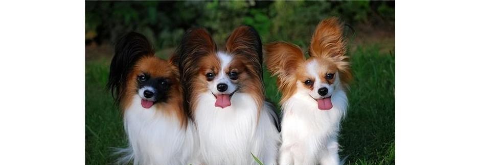 成年的蝴蝶犬一天要吃多少东西？蝴蝶犬成年犬饮食量是多少？