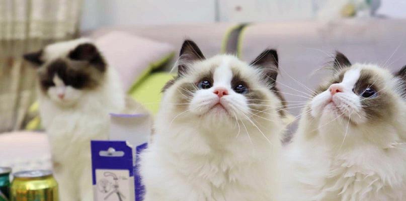 布偶猫成猫体重多少？布偶猫体重标准是多少？