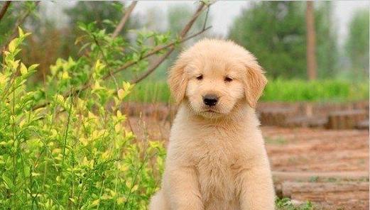 博美狗狗毛发发亮怎么办？博美犬毛发护理方法有哪些？