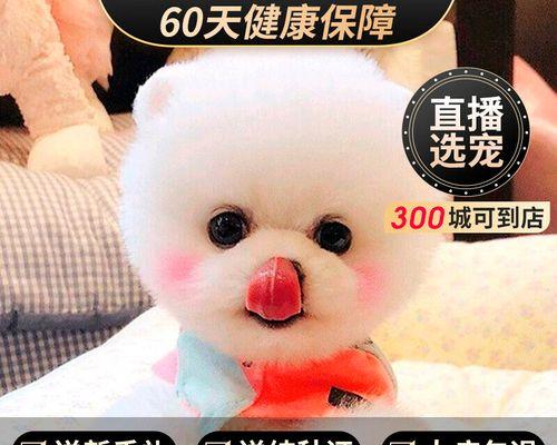 博美狗狗毛发发亮怎么办？博美犬毛发护理方法有哪些？