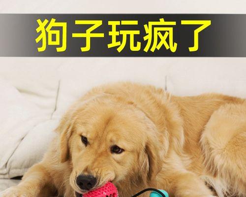 狗狗被咬流血不止怎么办？狗狗伤口止血方法有哪些？