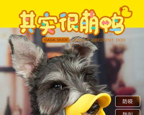 狗狗被咬流血不止怎么办？狗狗伤口止血方法有哪些？