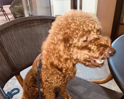公泰迪多大有生育能力？泰迪犬性成熟时间是多少？