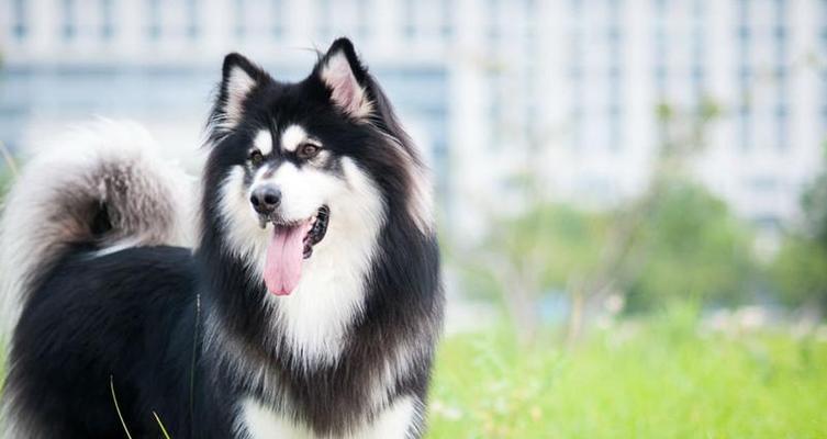 狗狗阿拉斯加有什么优点？阿拉斯加犬的优缺点是什么？