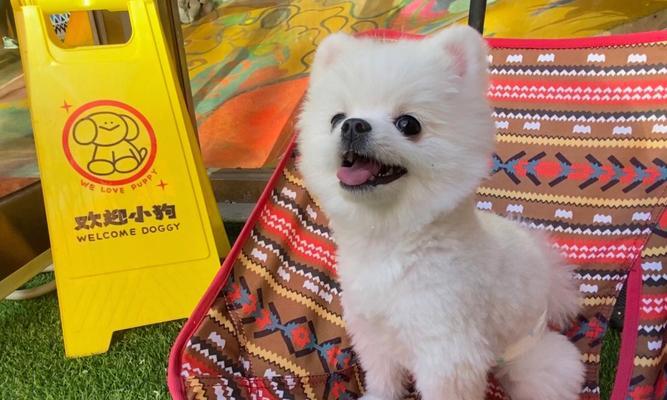 刚出生的小狗一直叫怎么办？新生小狗叫个不停的原因是什么？
