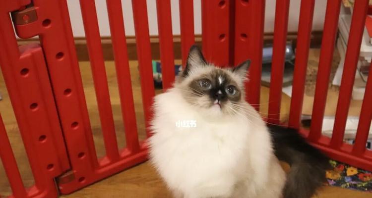 穿到猫和老鼠成为布偶猫会怎样？布偶猫在猫和老鼠中的角色是什么？