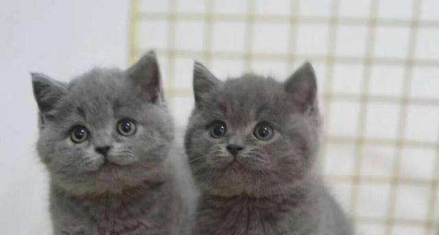 短毛折耳猫灰色怎么样？灰色短毛折耳猫的特点是什么？