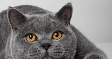 短毛折耳猫灰色怎么样？灰色短毛折耳猫的特点是什么？