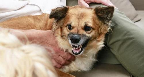 出生二个月小狗会狂犬病吗？新生小狗狂犬病感染的可能性是什么？