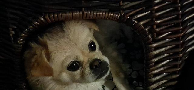 出生二个月小狗会狂犬病吗？新生小狗狂犬病感染的可能性是什么？